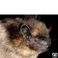 گونه خفاش سروتین شمالی Northern Bat 